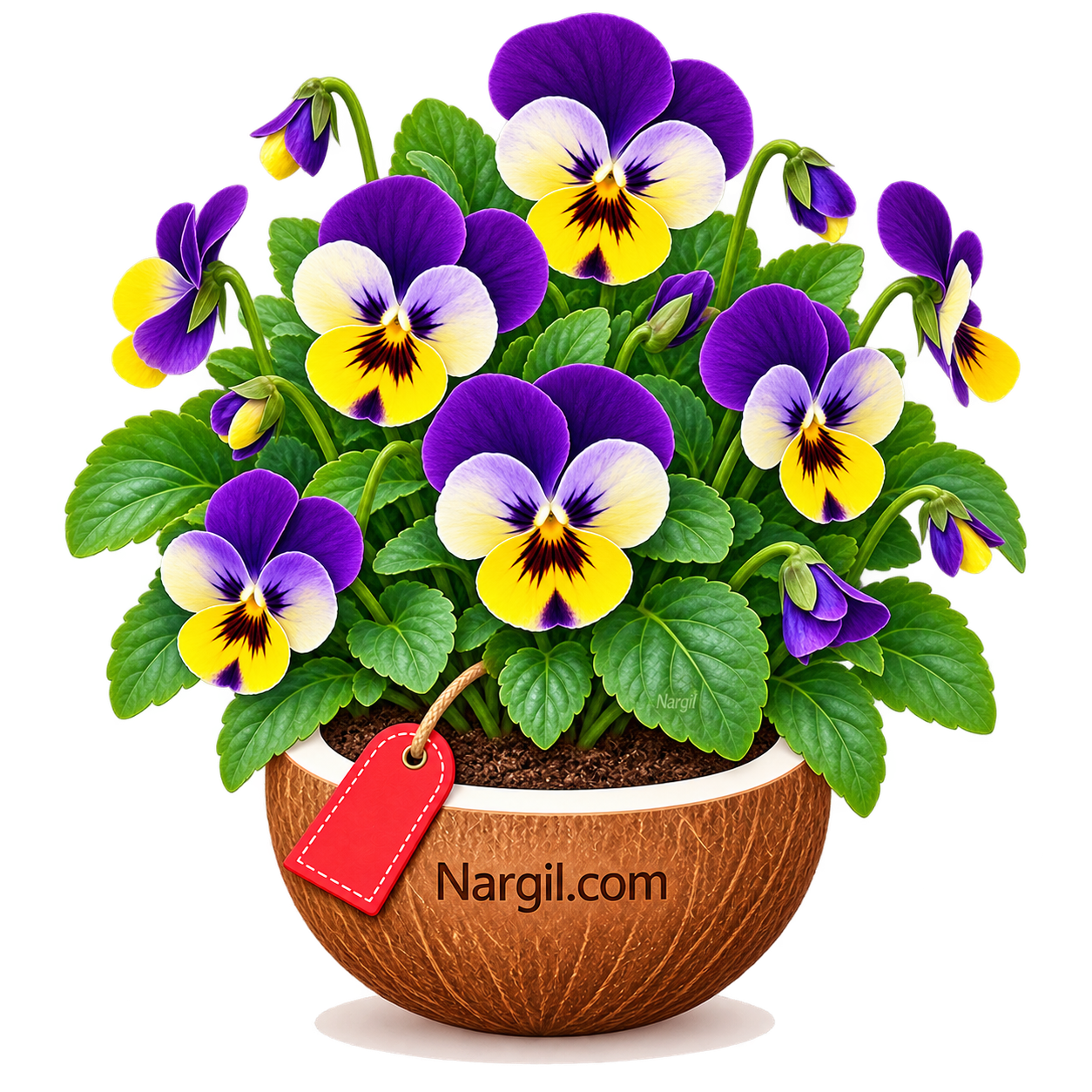 Nargil_Viola tricolor 